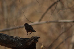 Campylorhynchus gularis