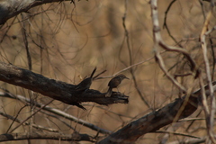 Campylorhynchus gularis