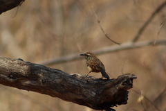 Campylorhynchus gularis