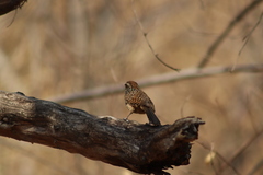 Campylorhynchus gularis