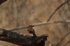 Campylorhynchus gularis