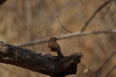 Campylorhynchus gularis