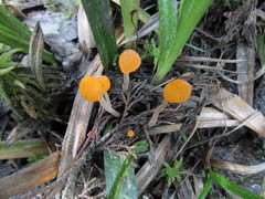 Mitrula lunulatospora