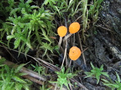 Mitrula lunulatospora