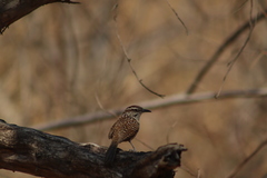 Campylorhynchus gularis