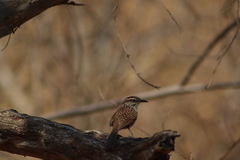 Campylorhynchus gularis