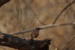 Campylorhynchus gularis