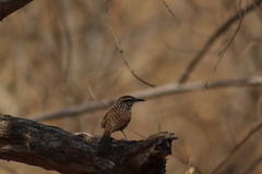 Campylorhynchus gularis