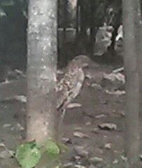 Tigrisoma mexicanum