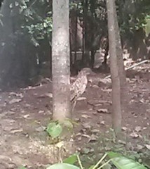 Tigrisoma mexicanum