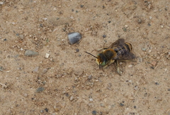 Megachile