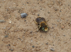 Megachile