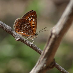 Aricoris middletoni