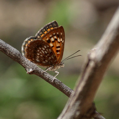 Aricoris middletoni
