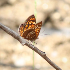 Aricoris middletoni