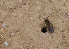 Megachile
