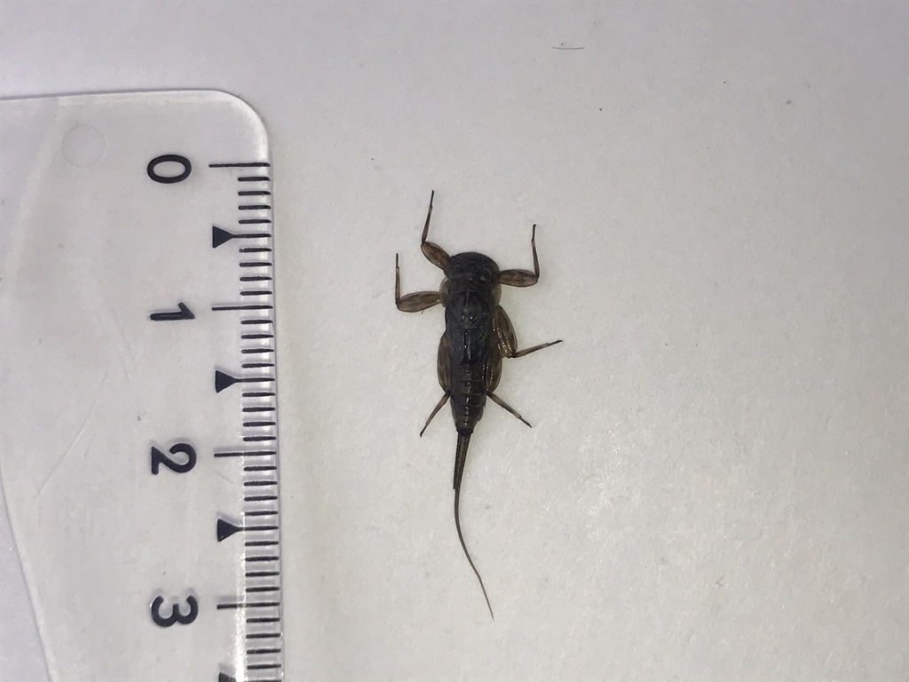 Ephemerella mucronata