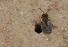 Megachile
