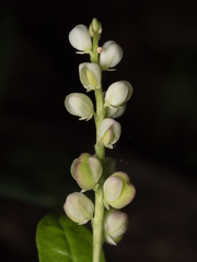 Polygala senega