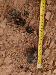 Chrysocyon brachyurus