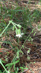 Silene lemmonii
