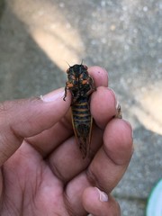 Magicicada septendecim