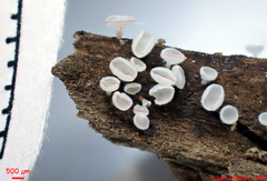 Lachnum brevipilosum