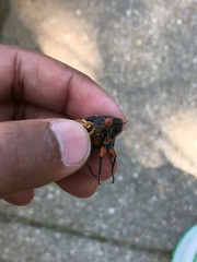 Magicicada septendecim