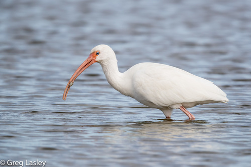 Eudocimus albus