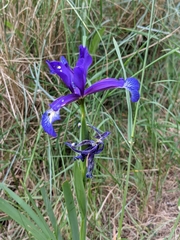 Iris reichenbachiana