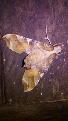 Callionima grisescens