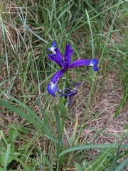 Iris reichenbachiana