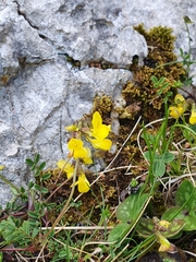 Hippocrepis ciliata