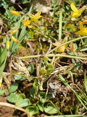 Hippocrepis ciliata