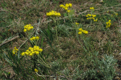 Ajania fastigiata