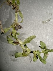 Callitriche terrestris