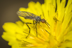 Diptera