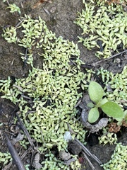 Callitriche terrestris