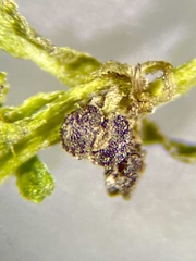 Callitriche terrestris