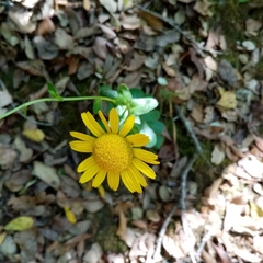 Lepidophorum repandum