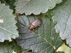 Xanthogaleruca luteola