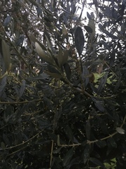 Olea europaea