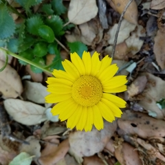 Lepidophorum repandum
