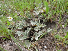 Potentilla cinerea