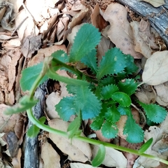 Lepidophorum repandum