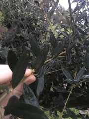 Olea europaea