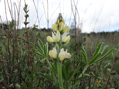 Lupinus gredensis