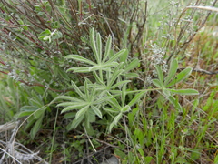 Lupinus gredensis