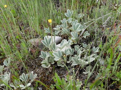 Potentilla cinerea