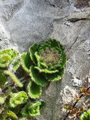 Teucrium pyrenaicum